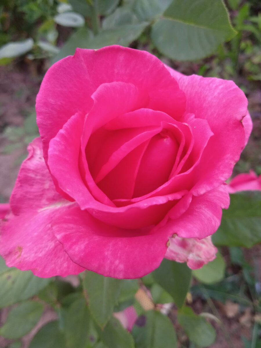 Это моя роза, захотелось её втиснуть, настроение хорошее