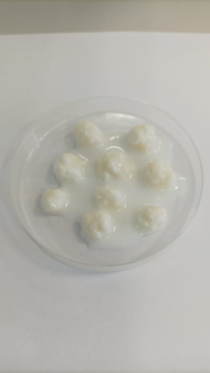 секретные кадры, кефирные грибки, фото автора