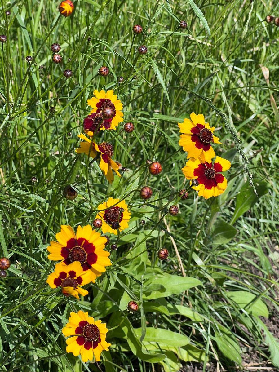 С космидиумом познакомилась только в этом году. Это просто фонтан цвета