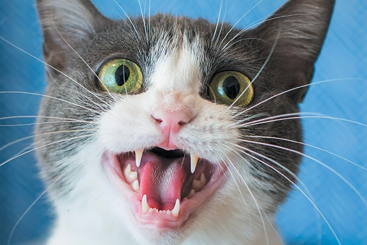 Как открыть рот кошке