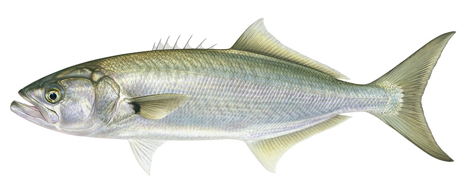 Pomatomus saltatrix