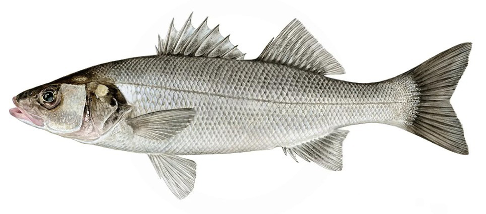Dicentrarchus labrax