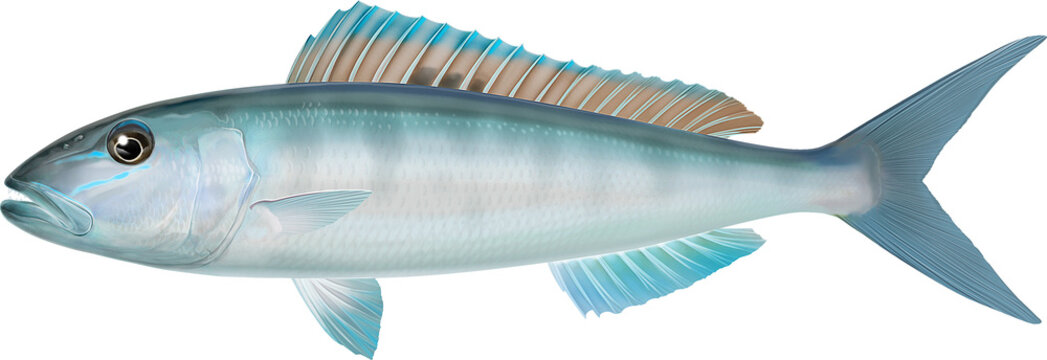 Aprion virescens