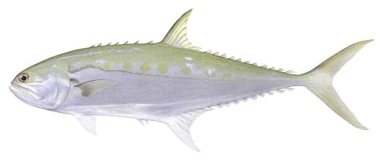 Scomberoides commersonnianus