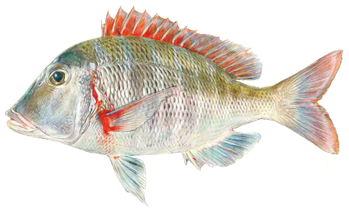 Lethrinus mahsena