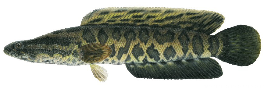 Channa argus