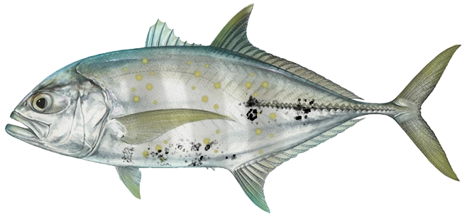 Carangiodes fulvoguttatus