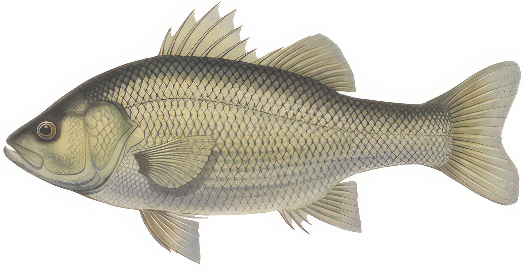 Macquaria novemaculeata