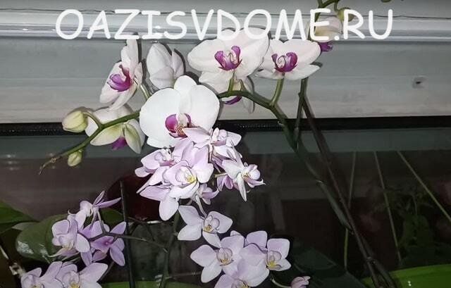 Орхидея фаленопсис