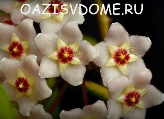 На фото хойя Прекрасная