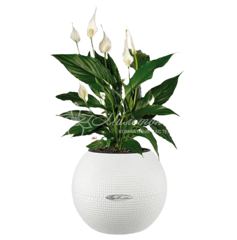 Спатифиллум в кашпо с автополивом