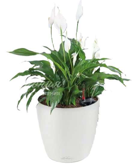 Спатифиллум в кашпо Lechuza