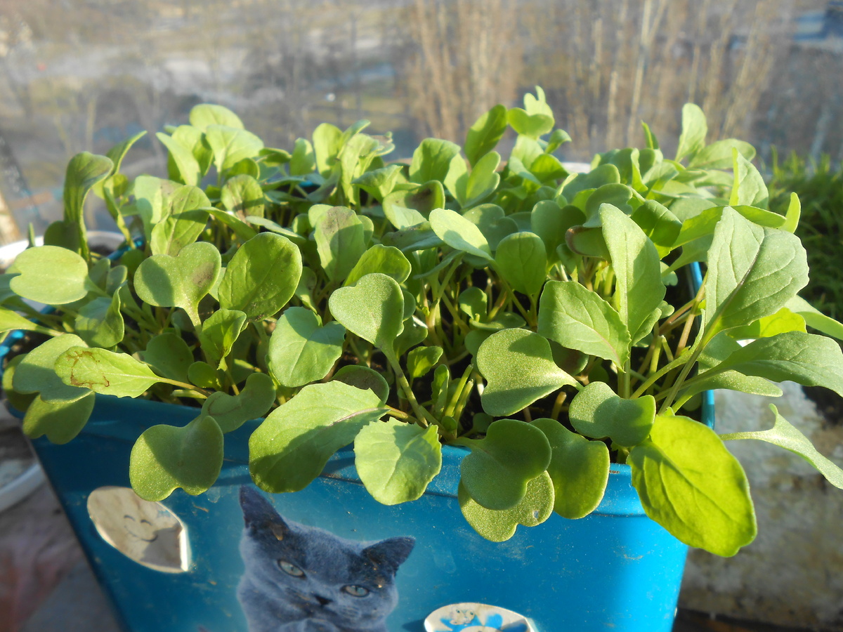 Ростки рукколы, зелень на подоконнике