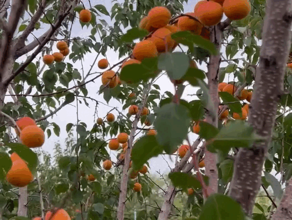 Пора заготавливать абрикосы