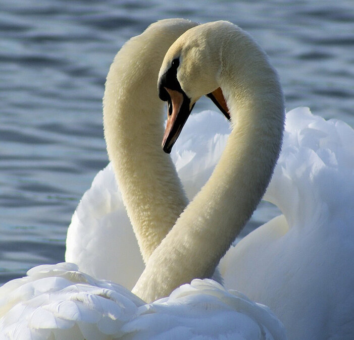 Каждый год на окраину Бийска на зимовку прилетают лебеди. Бийская полынья знакома только местным жителям и здесь почти нет туристов / Фото: vk.com/bisk.lebedi