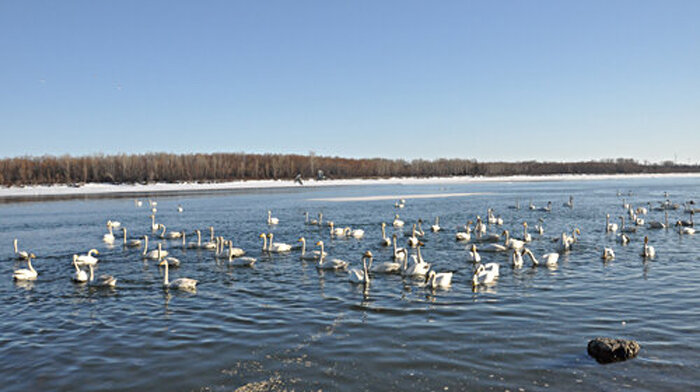Первые лебеди появились на Бийской полынье около 30 лет назад / Фото: epigraph.info