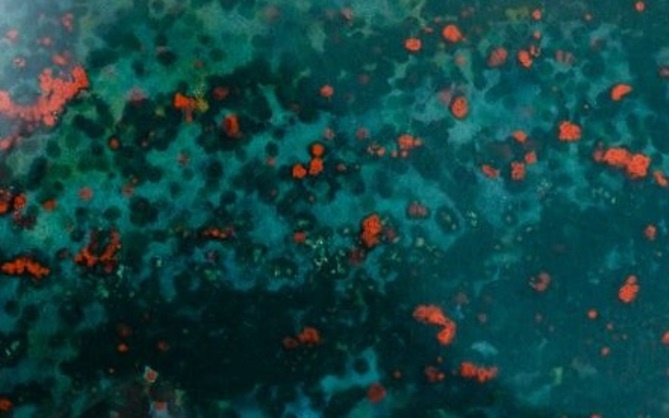 Гелиотроп (фрагмент)