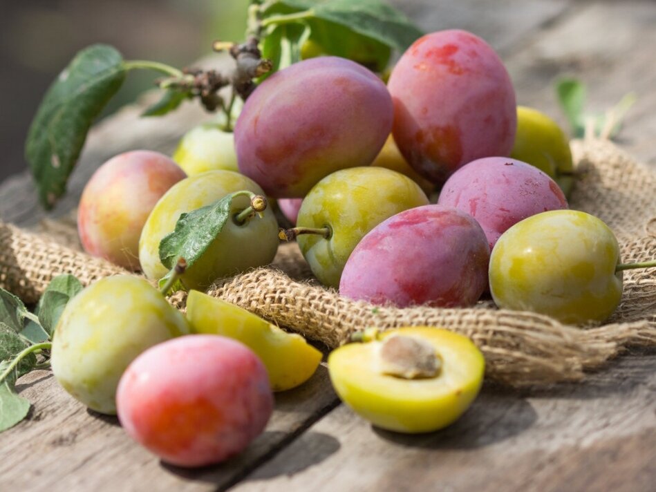 Фото: shutterstock.com