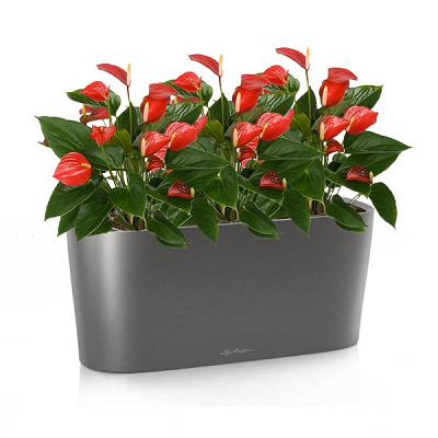 Антуриум в кашпо Lechuza с автополивом