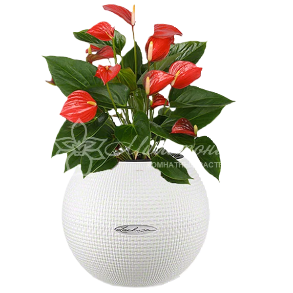 Антуриум в кашпо с автополивом