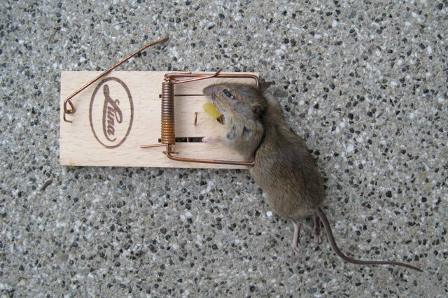 Фото: pxhere.com