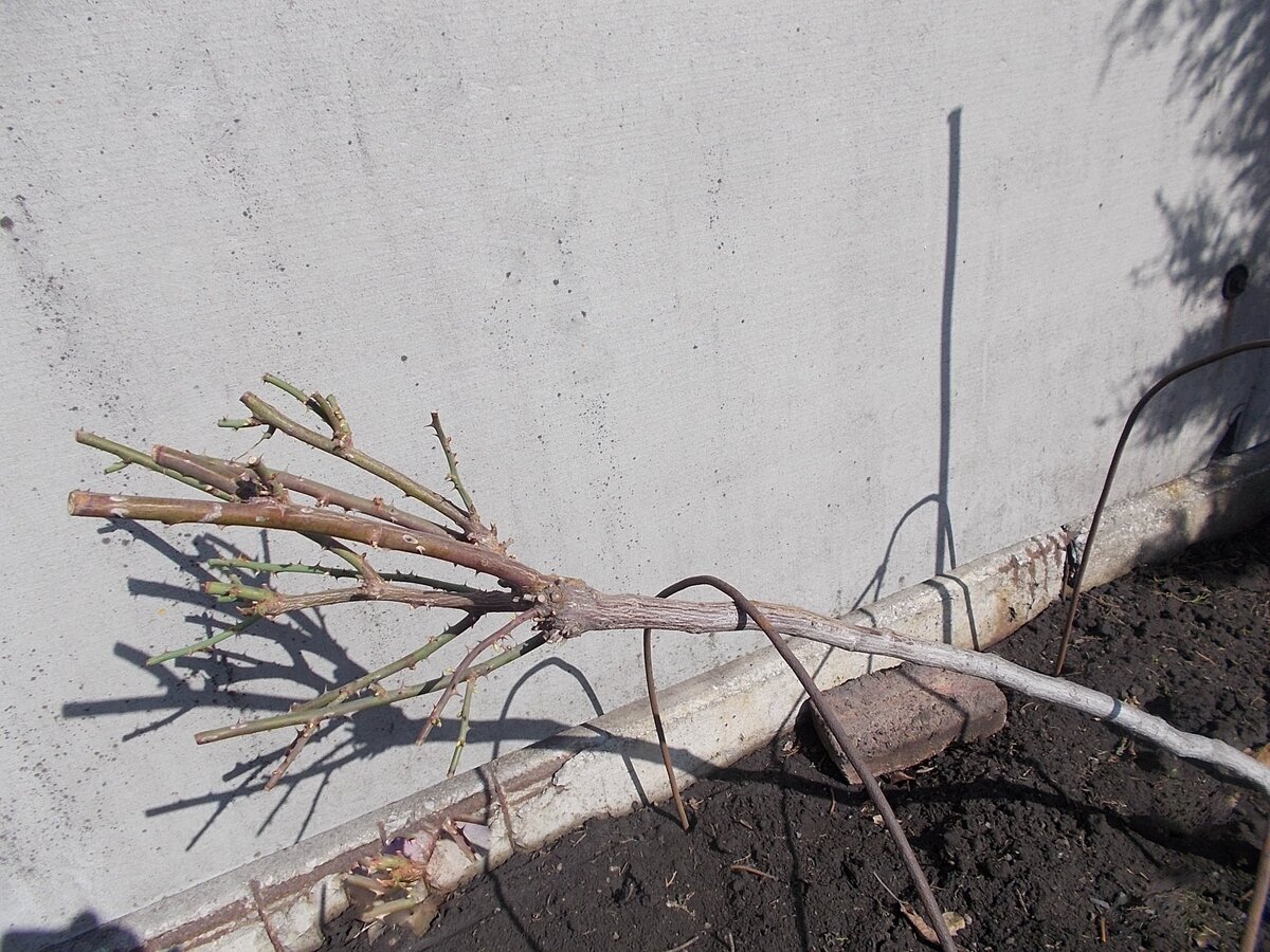 Фото: Разукрасим жизнь свою цветами, dzen.ru