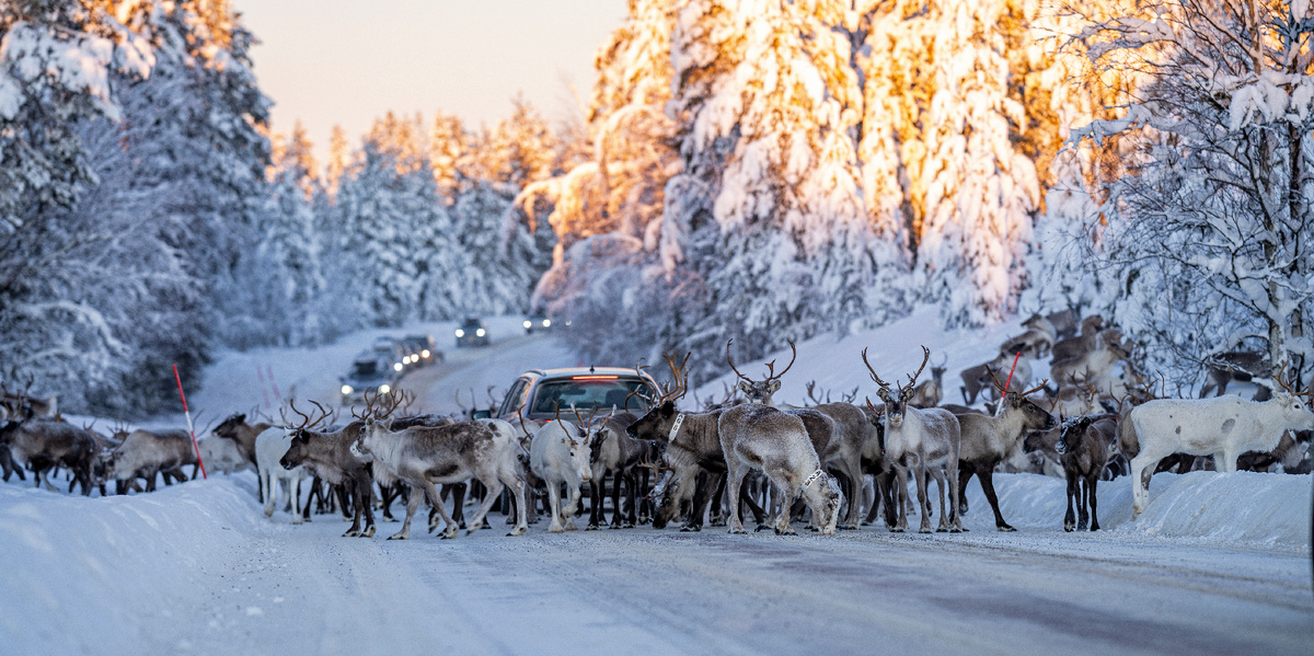 Фото: David Pineda Svenske/Shutterstock/Fotodom