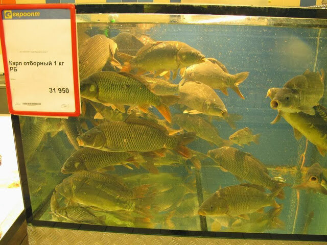 Г б карп. Живая рыба в магазине. Живая рыба Карп. Живая рыба в аквариуме. Живой Карп в магазине.