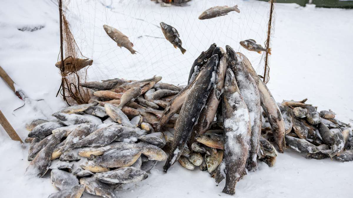 Фото: Фёдор Воронов/АНО "Ямал-Медиа"