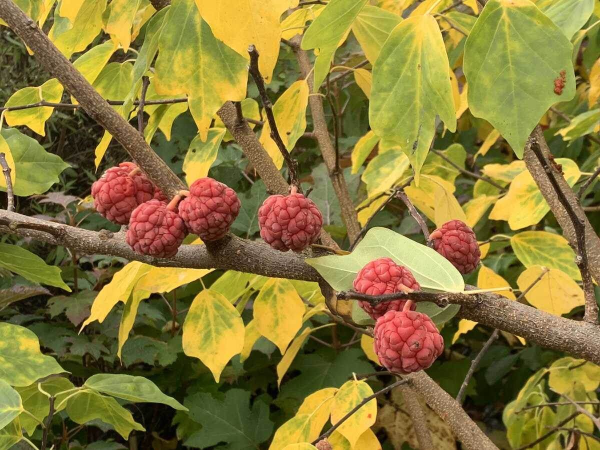 Кудрания триостренная. Фото: lubera.com