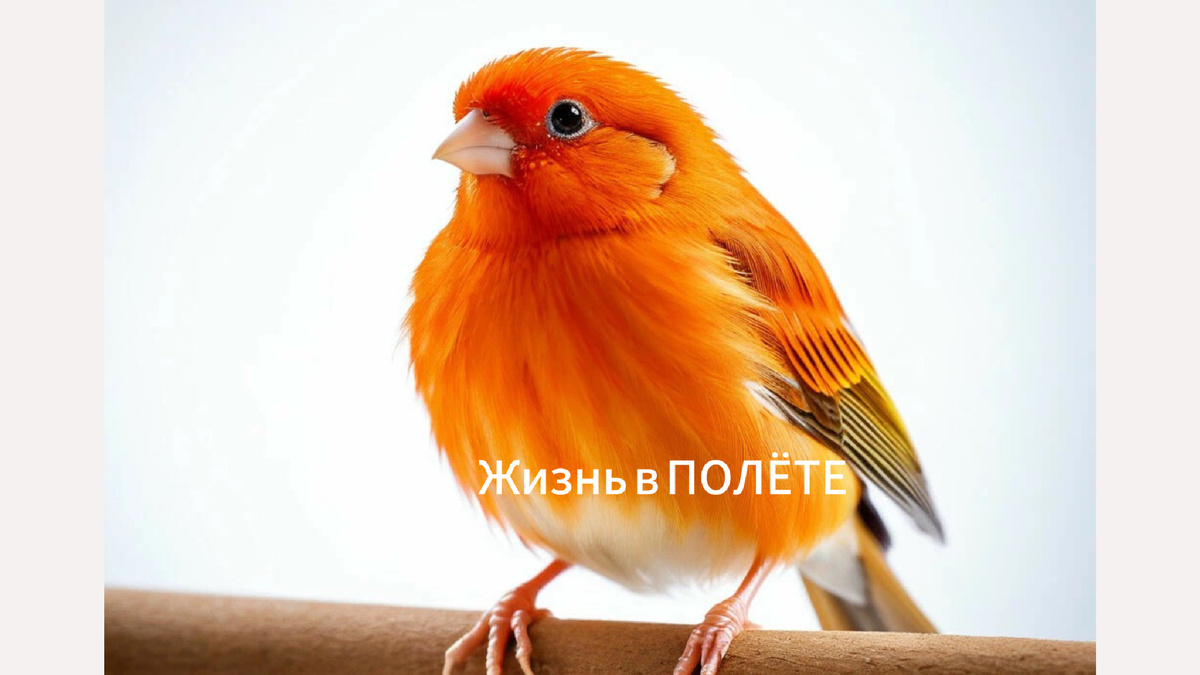 Картинка автора. 