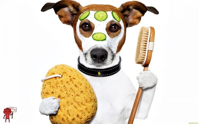 Лучшие груминг-салоны Москвы