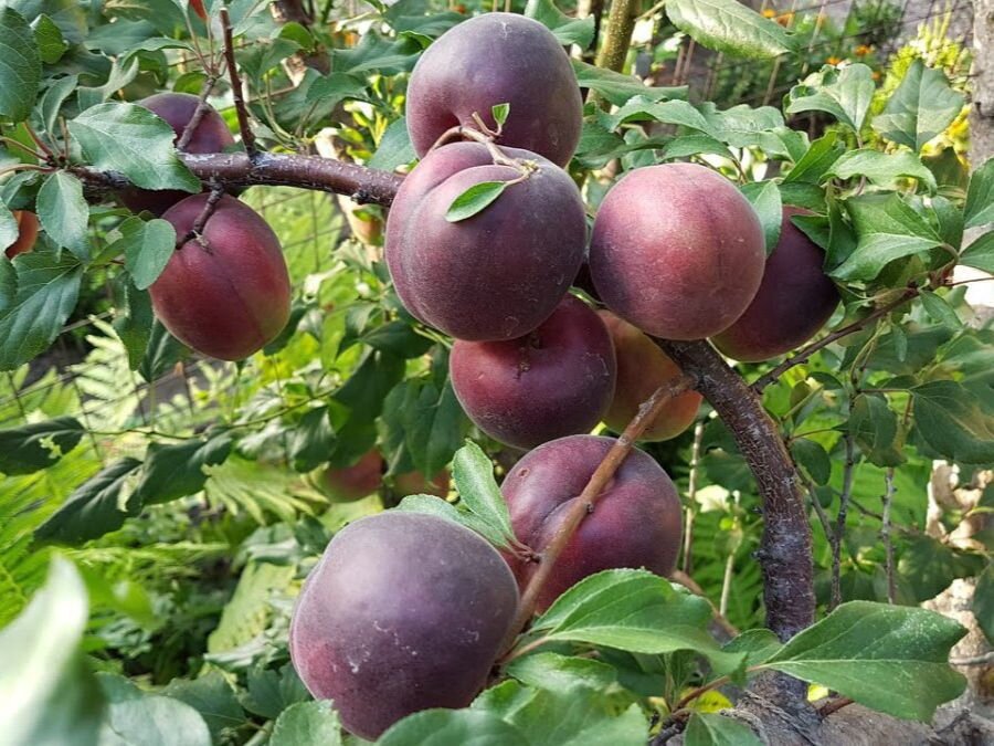 Шарафуга. Фото: lafa.ru