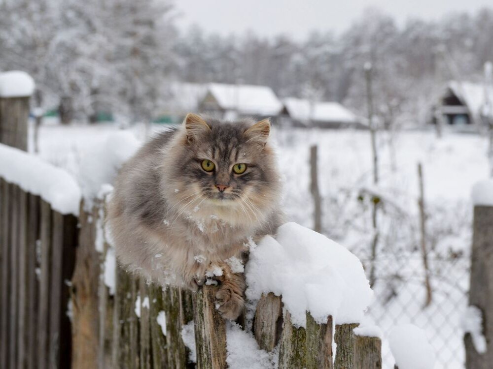Котики к снегу индифферентны, у них своя шубка. А вот теплолюбивым растениям он крайне необходим. Фото: Isabella Lynx, shutterstock.com