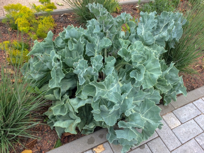 Катран приморский. Фото: specialplants.net