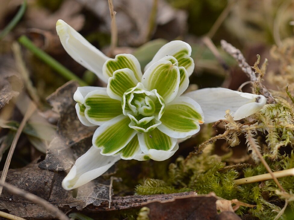 Подснежник белоснежный Флоре Плено. Фото: njaes.rutgers.edu