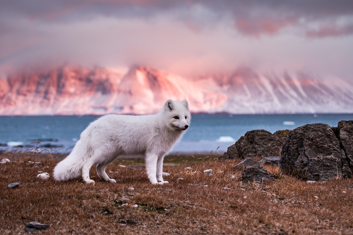 Фото: JoannaPerchaluk/Shutterstock/Fotodom