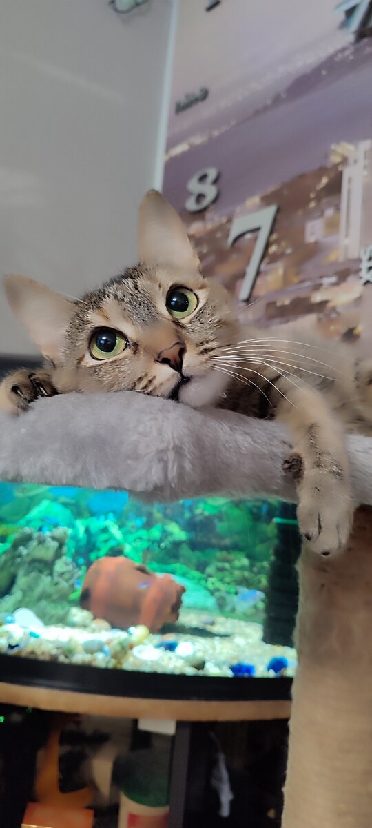 Рыся отдыхает и мечтает о чем-то 