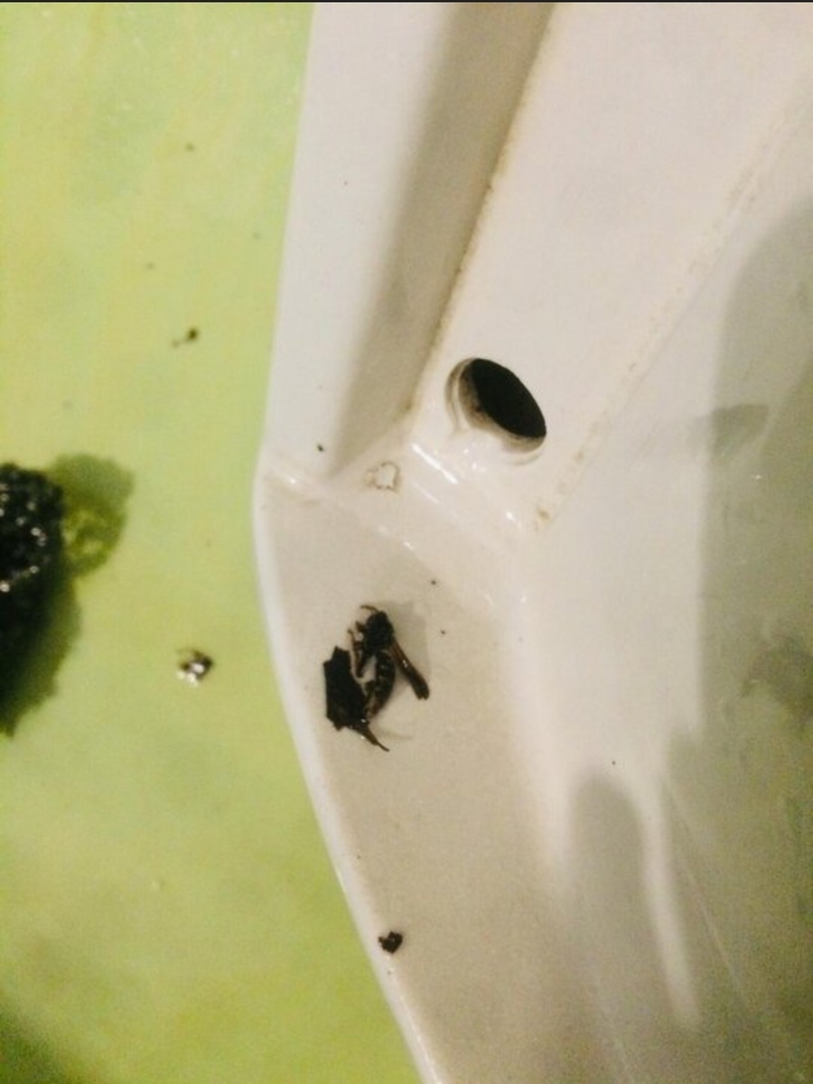 Здесь видно и осу, и отверстие, с которого ее вымыло водой