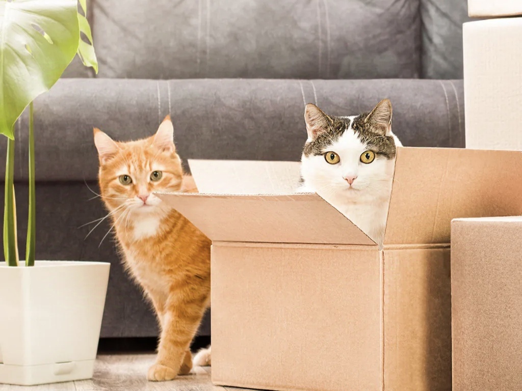 Как снять квартиру?