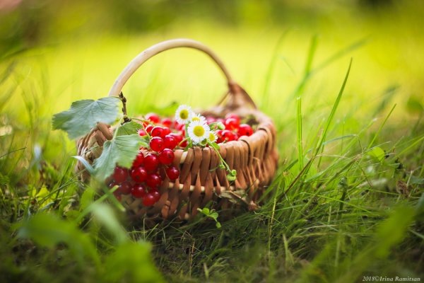 Картинка найдена на просторах интернета, ссылка https://yandex.ru/images/search?from=tabbar&img_url=https%3A%2Fi%2F.pinimg.com%2Foriginals%2Fa8%2F34%2Fа3f%2Fa83р43f8951с2879b5e7bd53274cf0591a19.jpg&lr=47&pos=15&rpt=simage&text=%D1%86%D0%B2%D0%B5%D1%82%D1%8B%20%D0%BA%D1%80%D1%83%D0%BF%D0%BD%D0%BE%20%D1%84%D0%BE%D1%82%D0%BE 