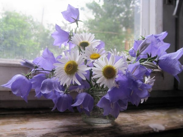 Картинка найдена на просторах интернета, ссылка https://yandex.ru/images/search?from=tabbar&img_url=https%3A%2Fi%2F.pinimg.com%2Foriginals%2Fa8%2F34%2Fа3f%2Fa83р43f8751с2879b5e7bd53274cf0591a19.jpg&lr=47&pos=15&rpt=simage&text=%D1%86%D0%B2%D0%B5%D1%82%D1%8B%20%D0%BA%D1%80%D1%83%D0%BF%D0%BD%D0%BE%20%D1%84%D0%BE%D1%82%D0%BE 