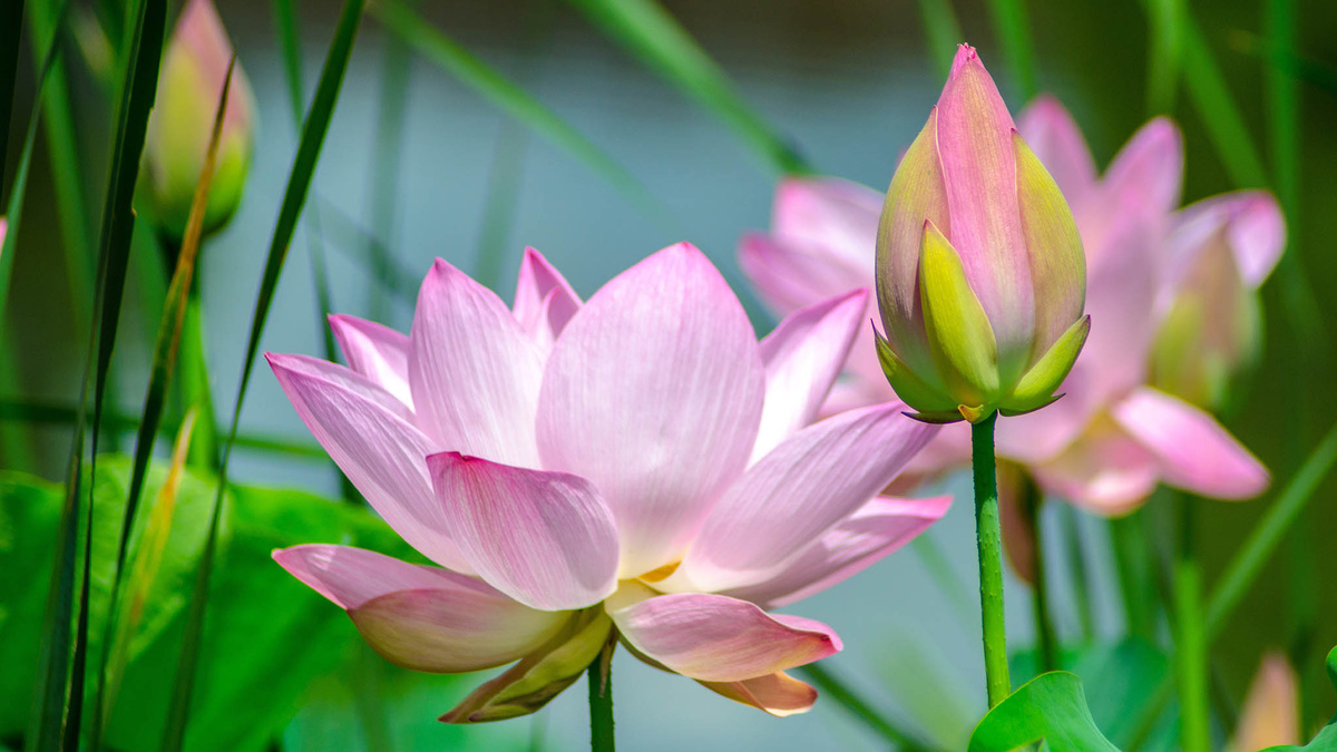 Картинка найдена на просторах интернета, ссылка https://yandex.ru/images/search?from=tabbar&img_url=https%3A%2F%2Fi.pinimg.com%2Foriginals%2Fa8%2F34%2F3f%2Fa8343f812879b5e7bd53274cf0591a19.jpg&lr=47&pos=15&rpt=simage&text=%D1%86%D0%B2%D0%B5%D1%82%D1%8B%20%D0%BA%D1%80%DА1%83%D0%BF%D0%BD%D0%BE%20%D1%84%D0%BE%D1%82%D0%BE