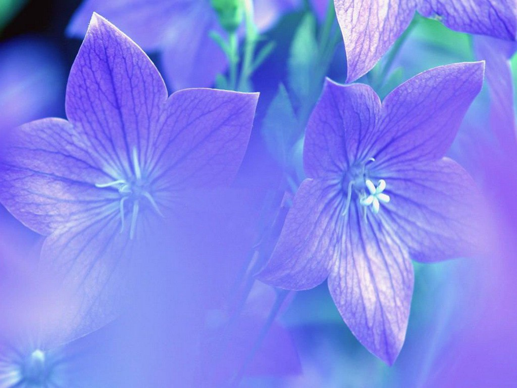 Картинка найдена на просторах интернета, ссылка: https://yandex.ru/images/search?from=tabbar&img_url=https%3A%2F%2Fsun9-18.userapi.com%2Fimpf%2Fc638918%2Fv638918311%2F240ee%2FZp6yZH2Gxbs.jpg%3Fsize%3D1024x768%26quality%3D96%26sign%3D680b6bec53cb89d6b3bfb05d07f534e1%26c_uniq_tag%3Dmw78zIOtbDW78c2R4UpXbUnmwgLJ7BXvN6LpJU8DWsw%26type%3Dalbum&lr=103814&p=2&pos=22&rpt=simage&text=%D0%B3%D0%BE%D0%BB%D1%83%D0%B1%D0%BE%D0%B9%20%D1%81%D0%B8%D0%BD%D0%B8%D0%B9%20%D1%81%D0%B5%D1%80%D1%8B%D0%B9%20%D1%84%D0%B8%D0%BE%D0%BB%D0%B5%D1%82%D0%BE%D0%B2%D1%8B%D0%B9%20%D1%86%D0%B2%D0%B5%D1%82%D1%8B%20%D0%BA%D1%80%D1%83%D0%BF%D0%BD%D1%8B%D0%BC%20%D0%BF%D0%BB%D0%B0%D0%BD%D0%BE%D0%BC