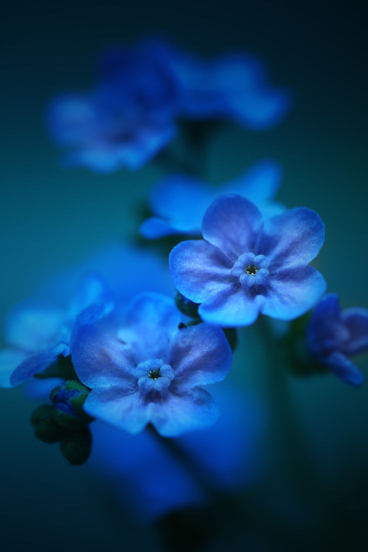 Картинка найдена на просторах интернета, ссылка: https://yandex.ru/images/search?from=tabbar&img_url=https%3A%2F%2Fi.pinimg.com%2Foriginals%2F35%2Ff6%2Ff7%2F35f6f774227306ec4f964ce926bd8ff9.jpg&lr=103814&p=10&pos=18&rpt=simage&text=%D0%B3%D0%BE%D0%BB%D1%83%D0%B1%D0%BE%D0%B9%20%D1%81%D0%B8%D0%BD%D0%B8%D0%B9%20%D1%81%D0%B5%D1%80%D1%8B%D0%B9%20%D1%84%D0%B8%D0%BE%D0%BB%D0%B5%D1%82%D0%BE%D0%B2%D1%8B%D0%B9%20%D1%86%D0%B2%D0%B5%D1%82%D1%8B%20%D0%BA%D1%80%D1%83%D0%BF%D0%BD%D1%8B%D0%BC%20%D0%BF%D0%BB%D0%B0%D0%BD%D0%BE%D0%BC