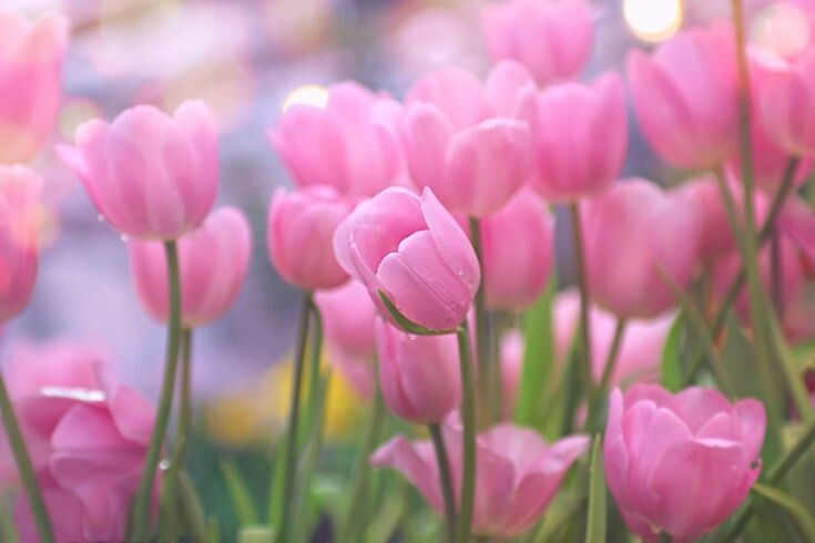 Картинка найдена на просторах интернета, ссылка https://yandex.ru/images/search?from=tabbar&img_url=https%3A%2Fi%2F.pinimg.com%2Foriginals%2Fa8%2F34%2Fа3f%2Fa83р43f81с2879b5e7bd53274cf0591a19.jpg&lr=47&pos=15&rpt=simage&text=%D1%86%D0%B2%D0%B5%D1%82%D1%8B%20%D0%BA%D1%80%D1%83%D0%BF%D0%BD%D0%BE%20%D1%84%D0%BE%D1%82%D0%BE