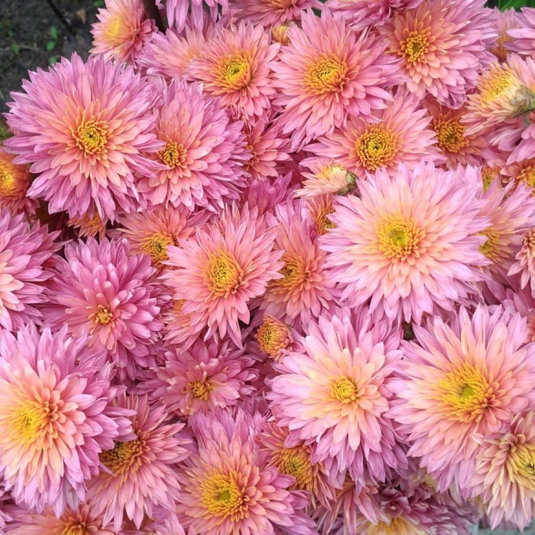 Картинка найдена на просторах интернета, ссылка https://yandex.ru/images/search?from=tabbar&img_url=https%3A%2F%2Fi.pinimg.com%2Foriginals%2Fa8%2F34%2F3f%2Fa8343f812879b5e7bd53274cf0591a19.jpg&lr=47&pos=15&rpt=simage&text=%D1%86%D0%B2%D0%B5%D1%82%D1%8B%20%D0%BA%D1%80%D1%83%DА0%BF%D0%BD%D0%BE%20%D1%84%D0%BE%D1%82%D0%BE