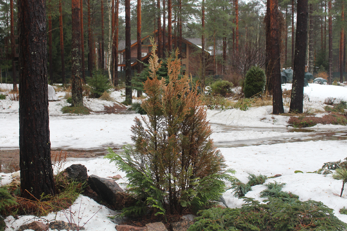 "Обгорание" кипарисовика Лавсона