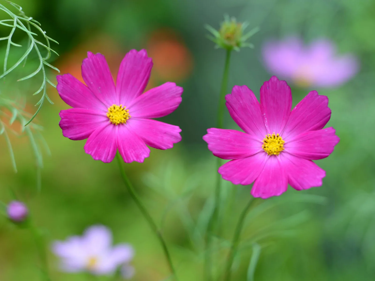 Картинка найдена на просторах интернета, ссылка: https://yandex.ru/images/search?from=tabbar&img_url=https%3A%2F%2Fklau.club%2Fuploads%2Fposts%2F2023-03%2F1677716456_klau-club-p-tsveti-malenkie-rozovie-polevie-oboi-29.jpg&lr=103814&p=2&pos=33&rpt=simage&text=%D1%81%D0%B0%D0%B4%D0%BE%D0%B2%D1%8B%D0%B5%20%D1%86%D0%B2%D0%B5%D1%82%D1%8B%20%D0%BA%D1%80%D1%83%D0%BF%D0%BD%D1%8B%D0%BC%20%D0%BF%D0%BB%D0%B0%D0%BD%D0%BE%D0%BC%20%D0%B6%D0%B8%D0%B2%D1%8B%D0%B5%20%D1%84%D0%BE%D1%82%D0%BE