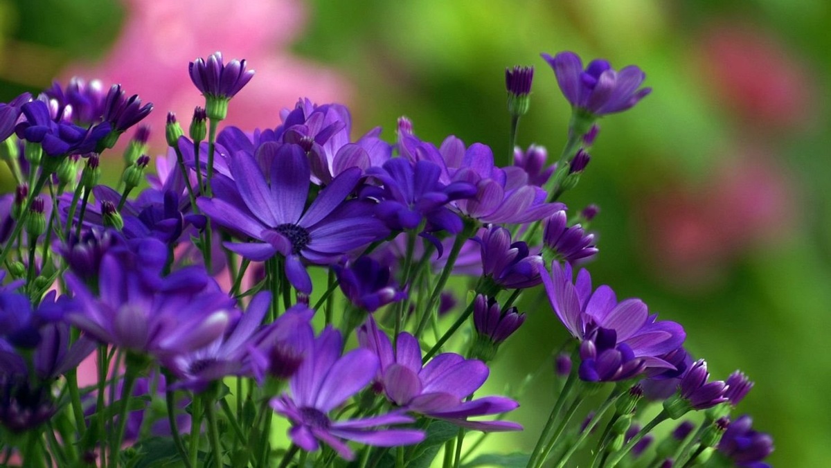 Картинка найдена на просторах интернета, ссылка https://yandex.ru/images/search?from=tabbar&img_url=https%3A%2Fi%2F.pinimg.com%2Foriginals%2Fa8%2F34%2Fа3f%2Fa83р43f81с28796b5e7bd53274cf0591a19.jpg&lr=47&pos=15&rpt=simage&text=%D1%86%D0%B2%D0%B5%D1%82%D1%8B%20%D0%BA%D1%80%D1%83%D0%BF%D0%BD%D0%BE%20%D1%84%D0%BE%D1%82%D0%BE